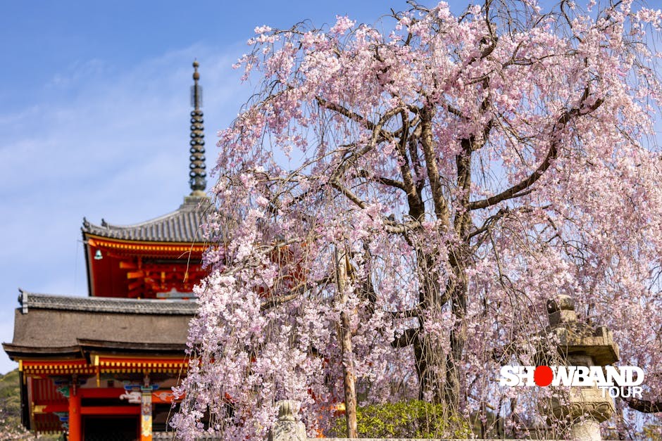 kyoto cherry blossom